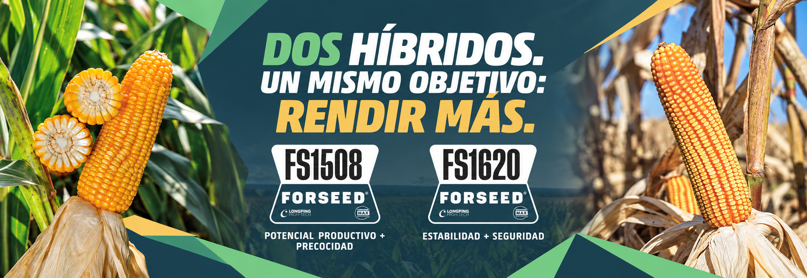 Dos híbridos, un mismo objetivo: rendir más. Forseed FS1508: potencial productivo y precocidad. FS1620: estabilidad y seguridad.